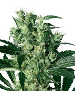 Black Bubba Auto