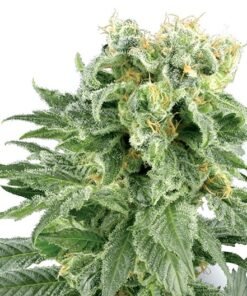 Blackberry Cream Seeds