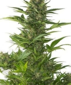 Blackberry Pie Seeds