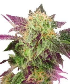 Blackberry Rhino Seeds