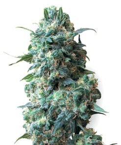 Bloo’s Kloos Auto