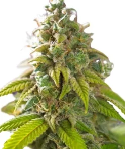 Blue Afghani Seeds