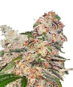 Blue Crack Seeds