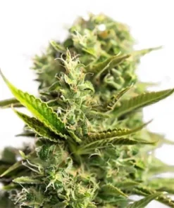 Blue Diamond Seeds