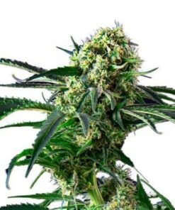 Blue Diesel Seeds