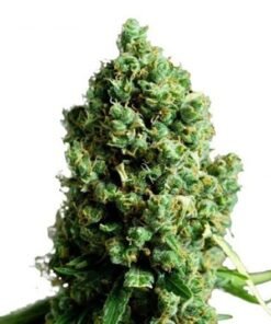 Blue Dragon Seeds