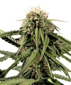 Blue Haze Auto