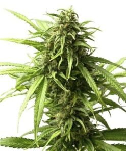 Blue Moon Rocks Seeds