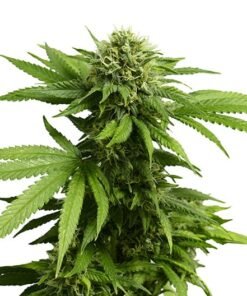 Blue Power Seeds