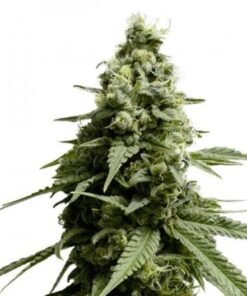 Blue Widow Seeds
