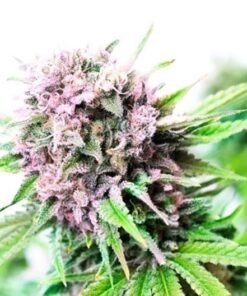 Blueberry Cheesecake Seeds