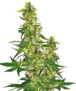 Blueberry Haze Auto