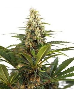 Blueberry Kush Auto