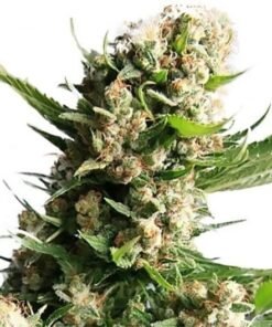Blueberry Skunk Seeds