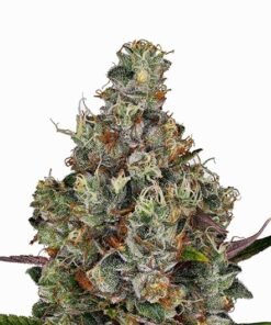 Buddha’s Sister Auto