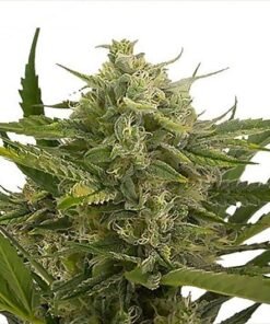 3D CBD Seeds