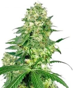 Blue Shark CBD Seeds