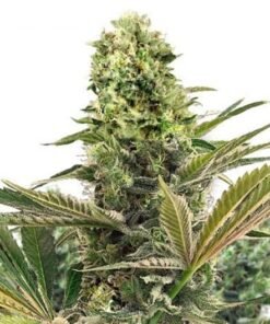 Caramel CBD Seeds