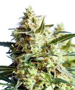 Mango Haze CBD Seeds