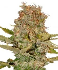 OG Kush CBD Seeds