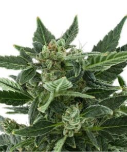 Cadillac Purple Seeds