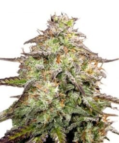 Candyland Seeds