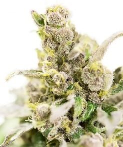 Cannatonic CBD Seeds