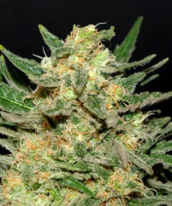 Charlie Sheen Auto