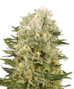 Chem Scout Seeds