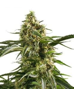 Cherry AK-47 Seeds