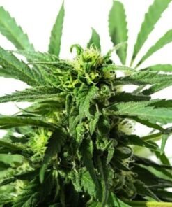 Chocolate Thai Seeds