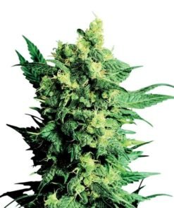 Church OG Seeds