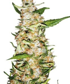 Citrus Sap Seeds