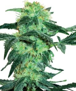 Colombian Gold Seeds