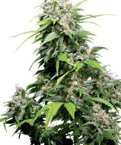 Cookie Monster Seeds