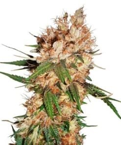 Cookies and Cream Seeds
