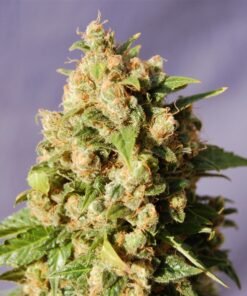 Lucid Dream Kush Auto