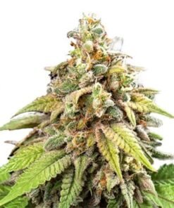 Critical Kush Auto