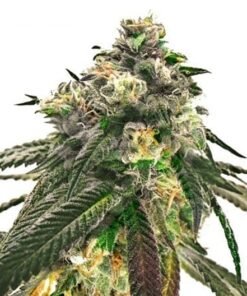 Critical Mass CBD Seeds