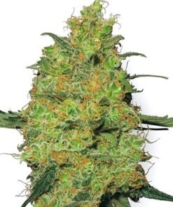 Critical Skunk Seeds
