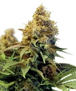 Crystal Coma Auto