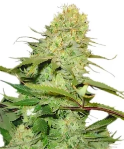 Cuvee Seeds