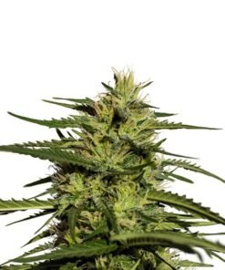 DJ Short Blueberry Auto