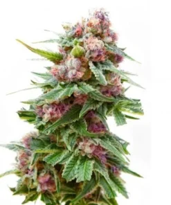 Dancehall CBD Seeds