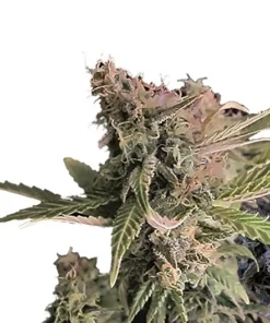 Dark Side of the Moon Auto