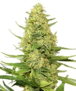Death Bubba Seeds