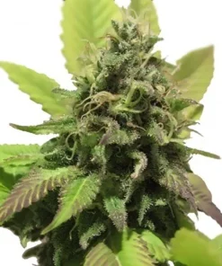 Diablo Auto