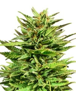 Do-Si-Dos Seeds