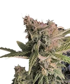 Donna OG Seeds