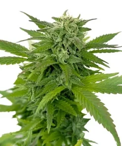 Dr. Funk Seeds